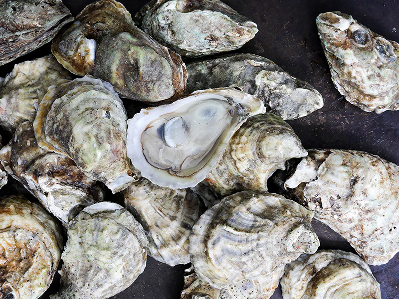 Blue Point East Coast Oysters