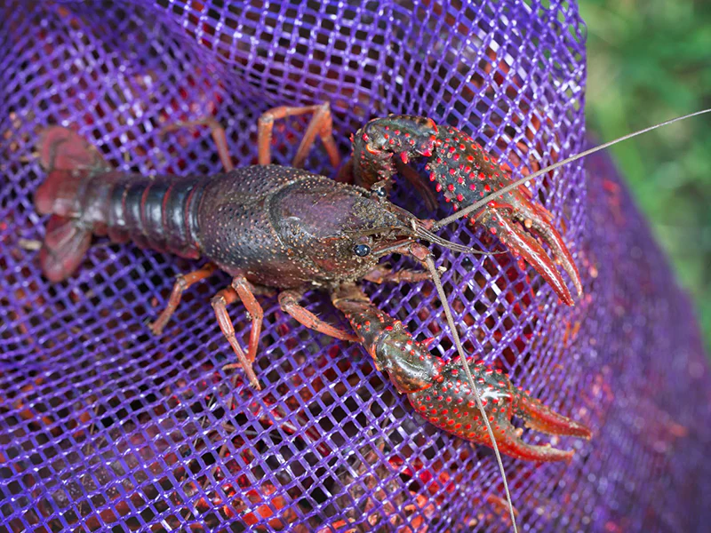 Live Crawfish