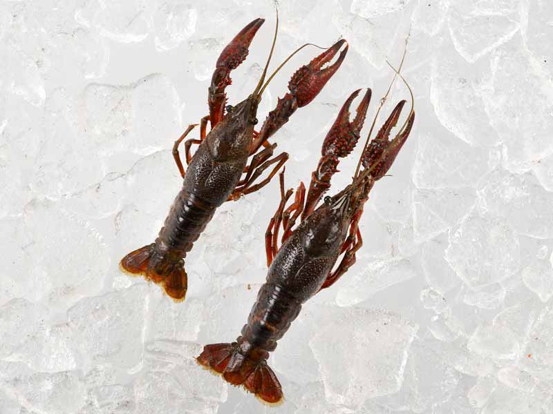 Live Crawfish - Image 2
