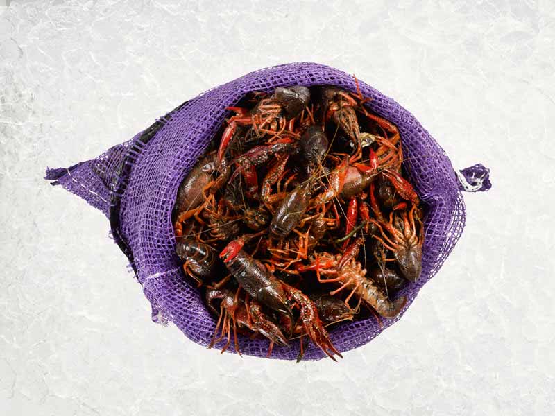 Live Crawfish - Image 3