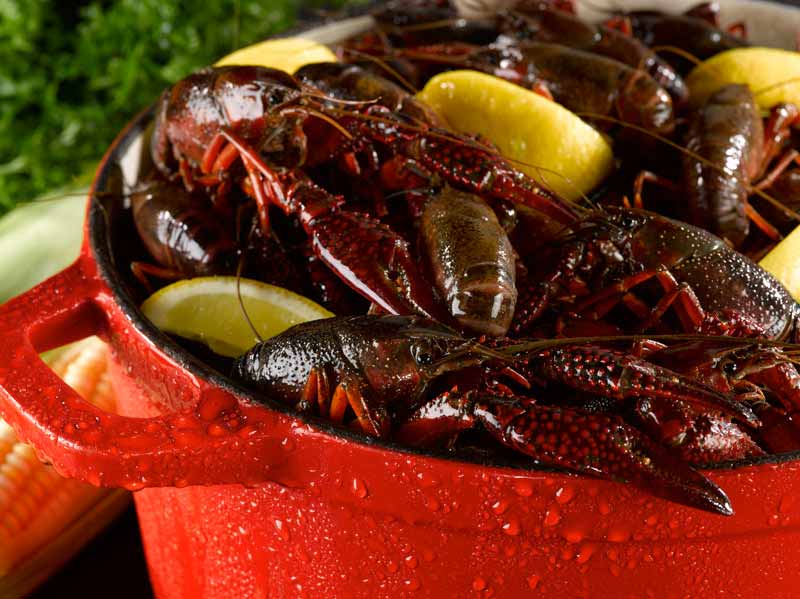 Live Crawfish - Image 4
