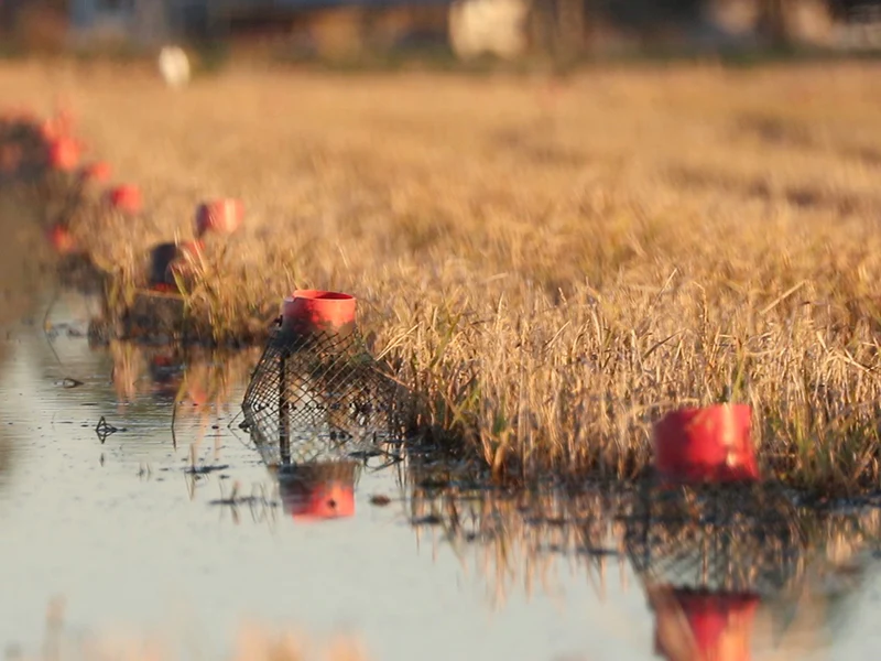 Live Crawfish - Image 7