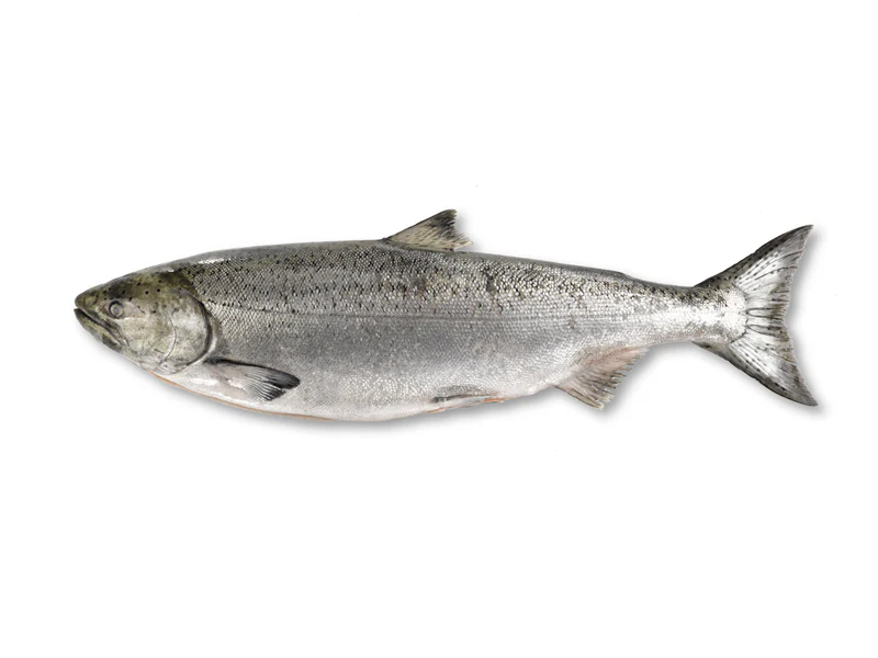 King Salmon Portion - 1ct - Image 5