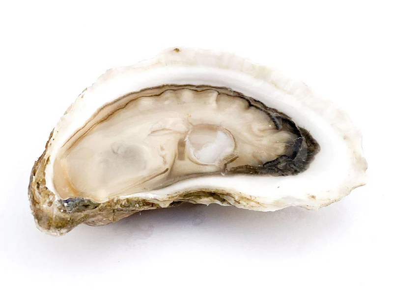 Large Goose Flat East Coast Oysters