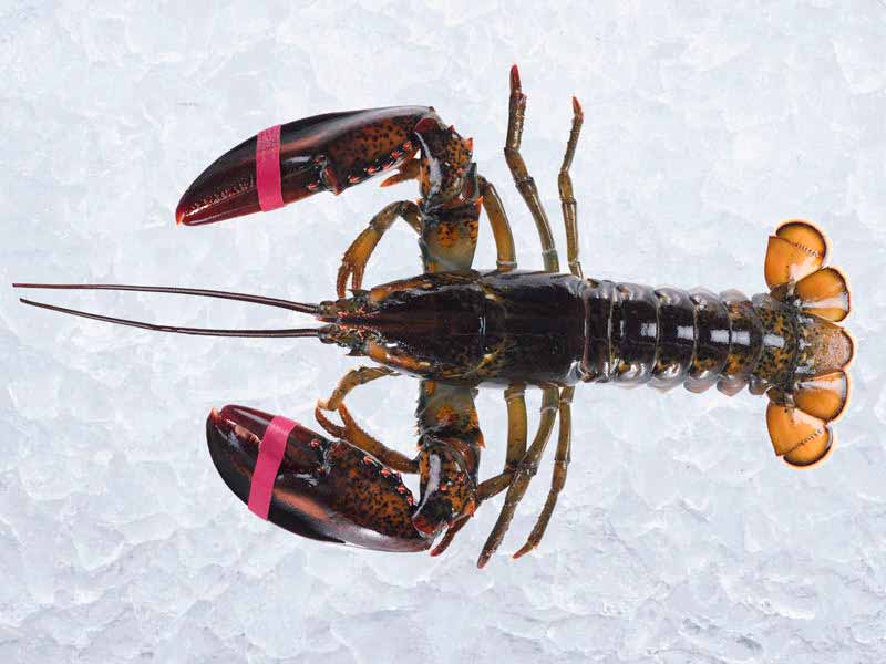 Live Cold Water Wild Lobsters - Image 2