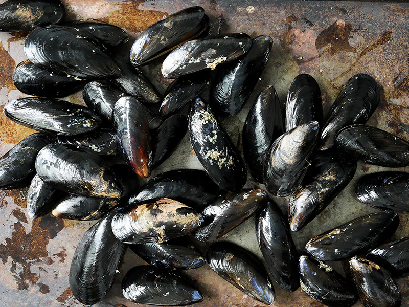 PEI Mussels