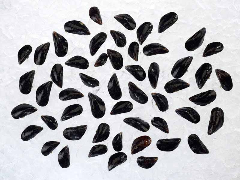PEI Mussels - Image 2