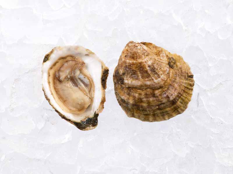 Pemaquid East Coast Oysters - Gift - Image 3