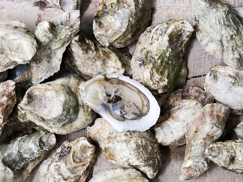 Pemaquid East Coast Oysters
