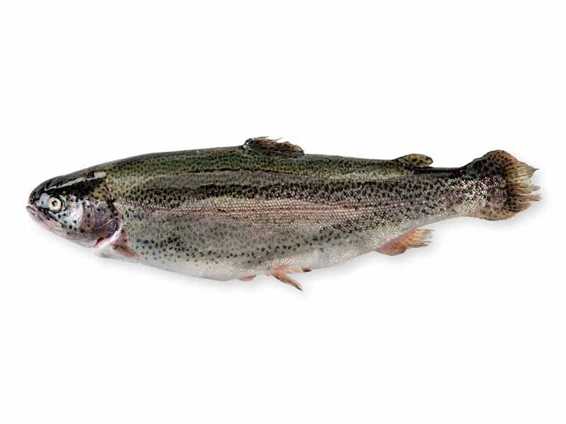 Rainbow Trout Fillet - 1ct - Image 4