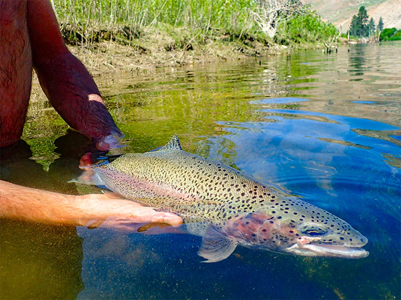Rainbow Trout Fillet - 1ct - Image 6