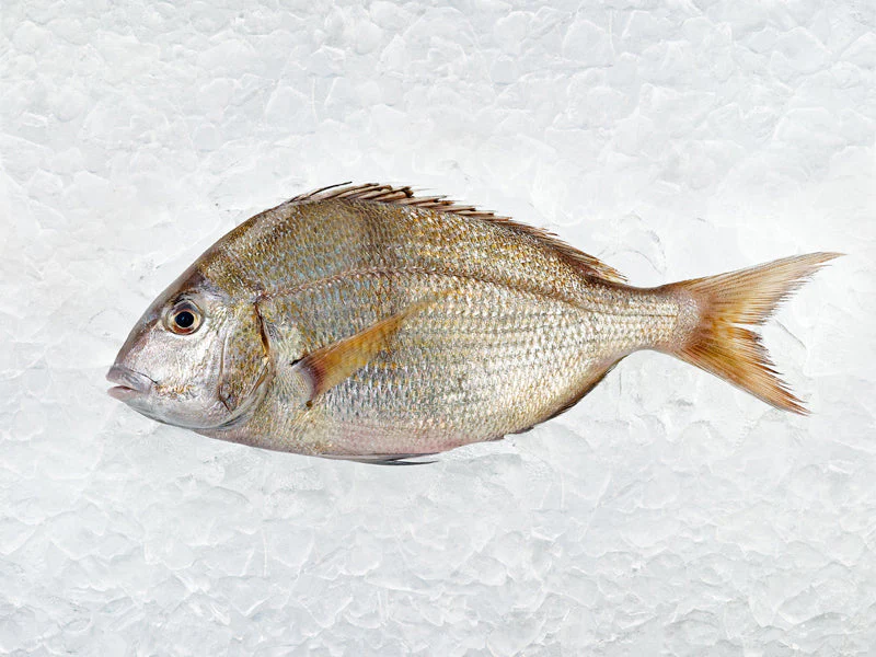 Wild Whole Porgy - Image 2