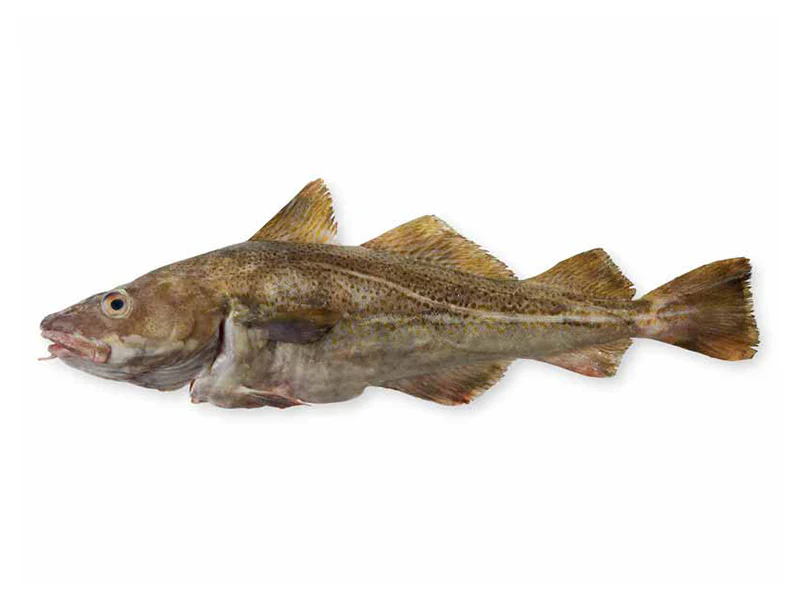 Wild Atlantic Cod Portion - 1ct - Image 7